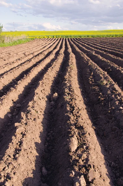 Ploughed agriculture field for potatoes — Stock Photo, Image