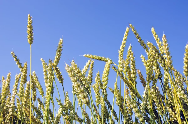 夏季小麦耳朵上天空背景 — 图库照片