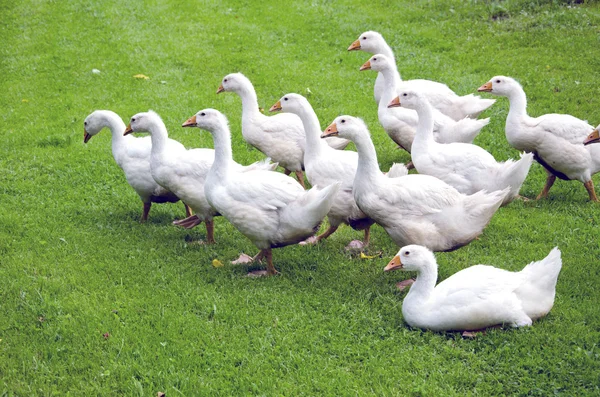 Stock image White gooses party on green grass