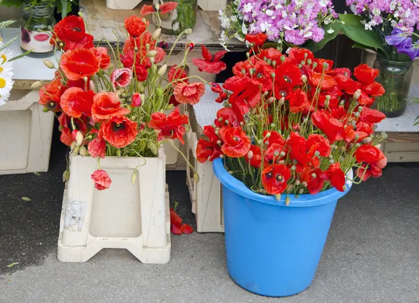 Frische rote Mohnblüten auf dem Markt — Stockfoto