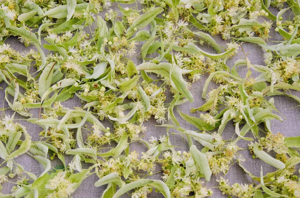 Flores de tília de ervas medicinais em pano de linho — Fotografia de Stock