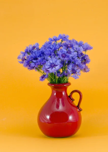 Blue cornflowers in the red jug — Stock Photo, Image