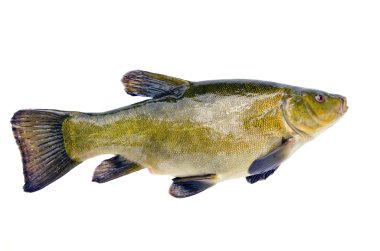 Isolated on white big tench clipart