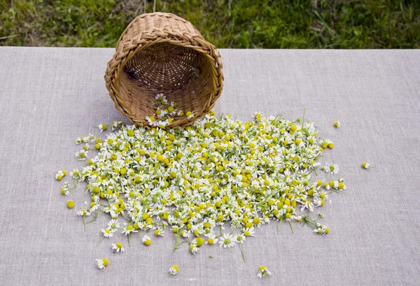 Summer camomile blossoms on linen cloth — Stock Photo, Image