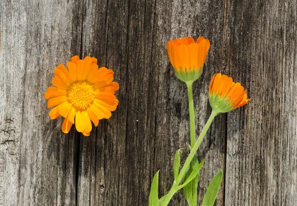 Medical herb calendula flowers on wooden background — Stock Photo, Image
