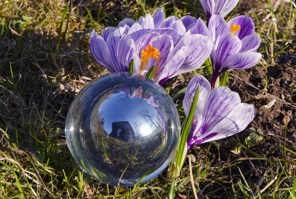 Crocus de printemps et boule de cristal — Photo