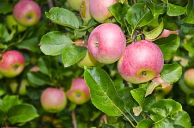 Fresh apples on apple tre branches clipart