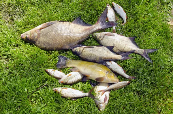 Pesci sull'erba estiva dopo la pesca — Foto Stock