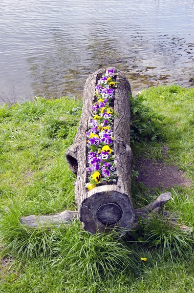 Bloemen in de houten bloempot — Stockfoto