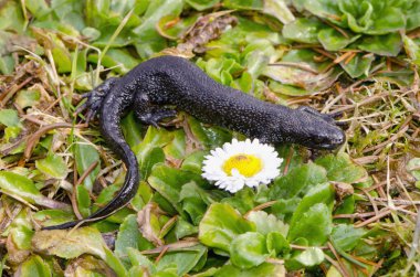 Great Crested Newt on spring grass clipart