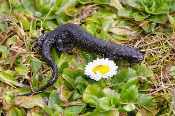 Great Crested Newt on spring grass — Stock Photo, Image