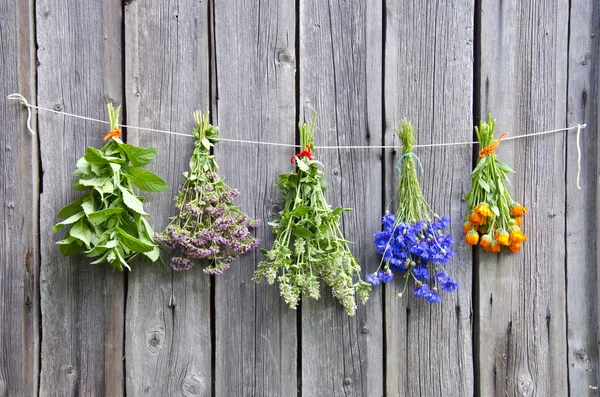 Varias hierbas medicinales en la pared de madera — Foto de Stock