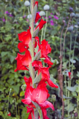 Kırmızı Glayöl çiçeği Bahçe