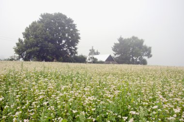 Yaz sabah buğday alan ve sis