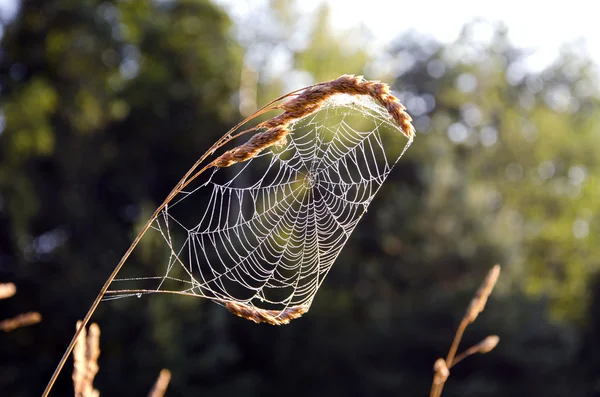 Summer end spider web in morning light — Stock Photo, Image