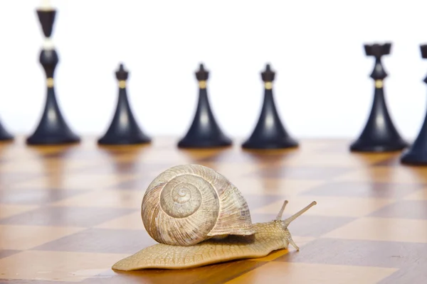 Czarny szachy i ślimak na szachownicy — Zdjęcie stockowe