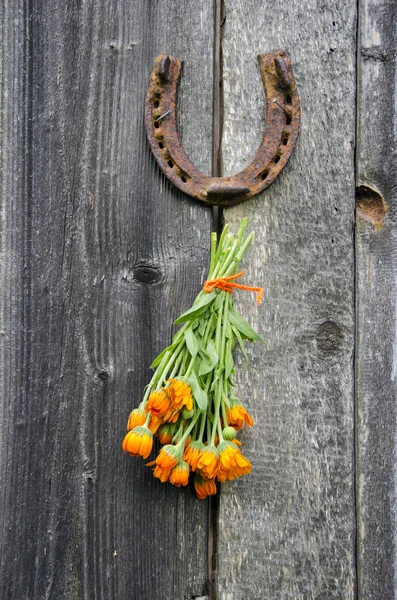 Rusty horseshoe and calendula herb bunch on wall — Stock Photo, Image