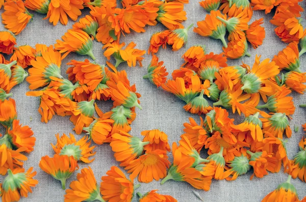 Colorful calendula blossoms on linen cloth — Stock Photo, Image