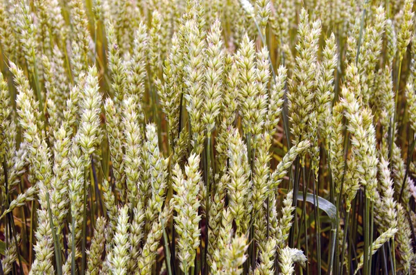 Влітку кінець вуха пшениці — стокове фото