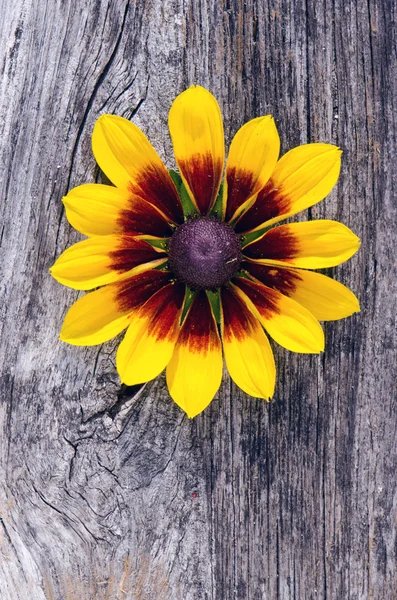 Rudbeckia flower on old wooden board background — Stock Photo, Image