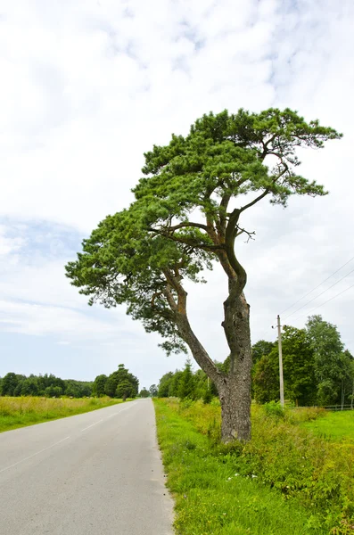 Perspectiva da estrada de asfalto e árvore de pinho — Fotografia de Stock