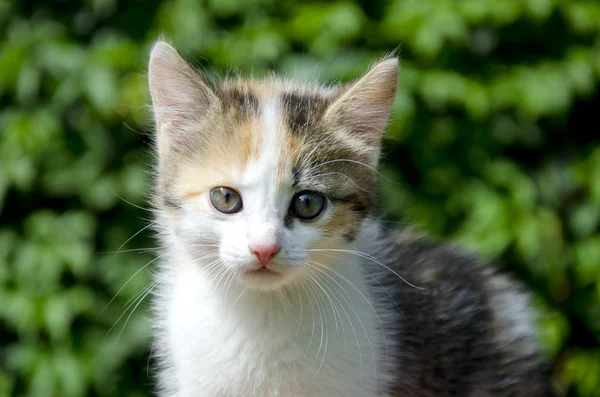 Kissanpentu muotokuva puutarhassa — kuvapankkivalokuva