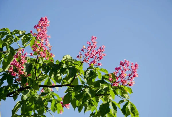 Květy stromu kaštan a obloha — Stock fotografie