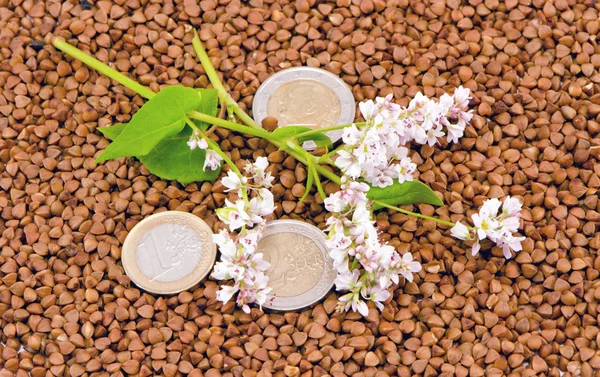 Buckwheat seeds and blossoms with money — Stock Photo, Image