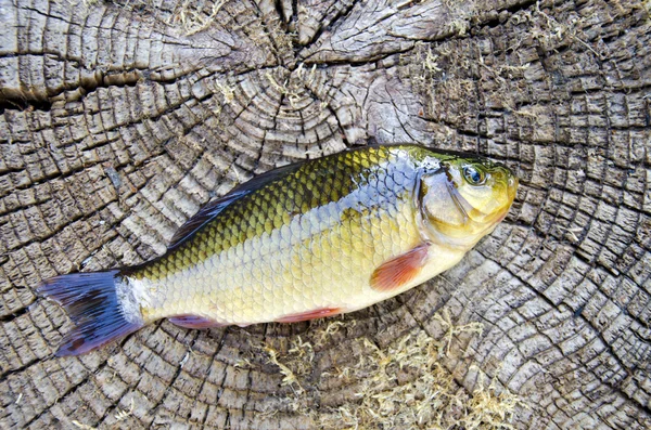 Fish crucian on old wooden background — Stock Photo, Image