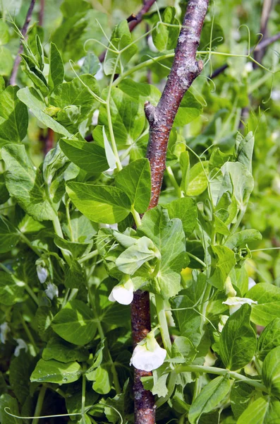 Fresh pea blossoms in garden — Stock Photo, Image