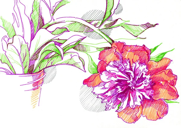 En skiss av en blomma pion — Stockfoto