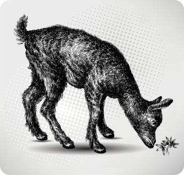 Small goat in the pasture, hand drawing, vector illustration. clipart