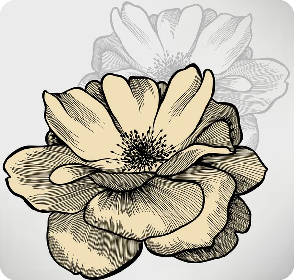 バラの花、手描き。ベクトル イラスト. — ストックベクタ