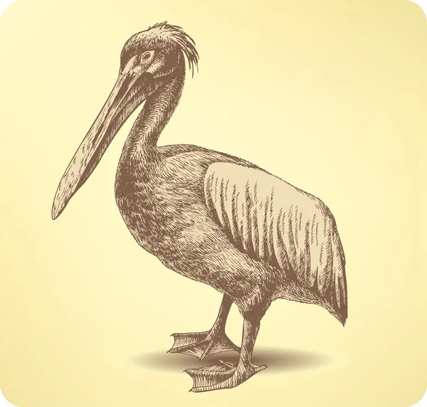 Pelican Bird, hand drawing. Vector illustration. — Stock Vector
