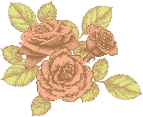 盛开的玫瑰花束手绘图。矢量插画. — 图库矢量图片