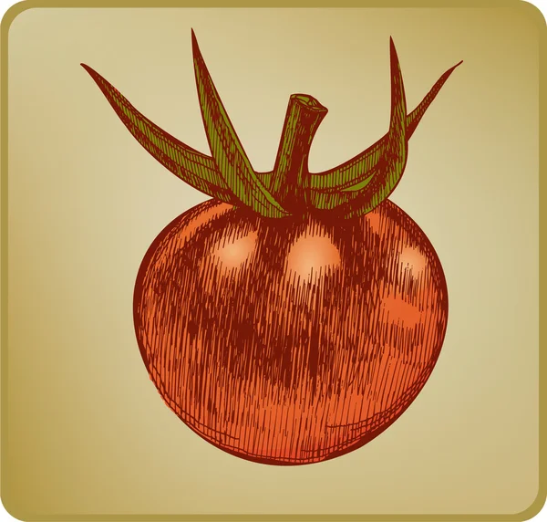 Vintage tomaat, hand tekenen. vectorillustratie. — Stockvector