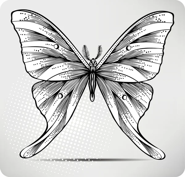 Mariposa, dibujo a mano. Ilustración vectorial . — Vector de stock