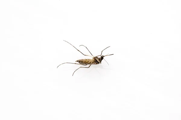 죽은 모기 — 스톡 사진