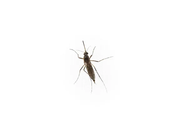 Komara na białym tle — Zdjęcie stockowe