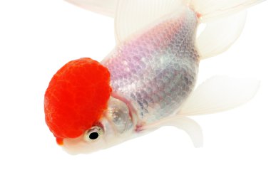 White Goldfish on White clipart