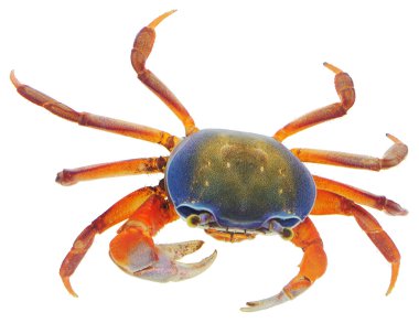 Crab on white clipart