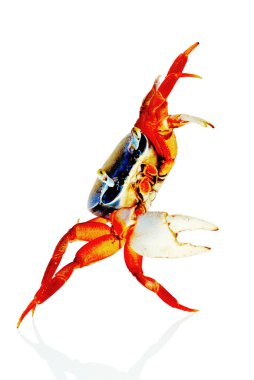 Crab on white clipart