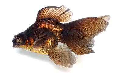 Brown Goldfish on White With Shade clipart