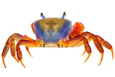 Crab on white clipart