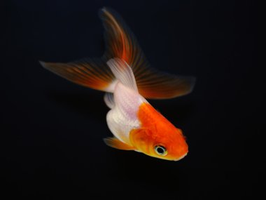 Goldfish on black background clipart