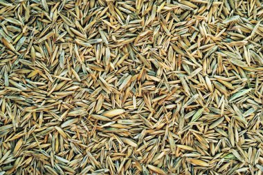 Meadow grass seeds clipart