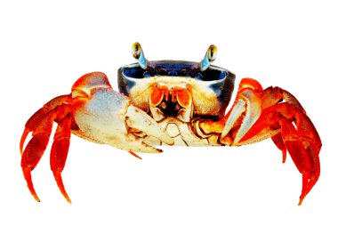 Rainbow Crab clipart