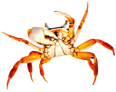 Rainbow Crab on white clipart