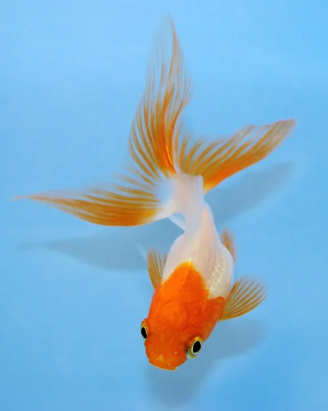 Goldfisch auf blau — Stockfoto