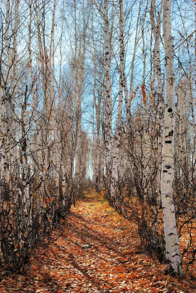 stock image Birch grove by autumn